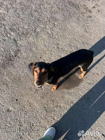 Щенок в добрые руки