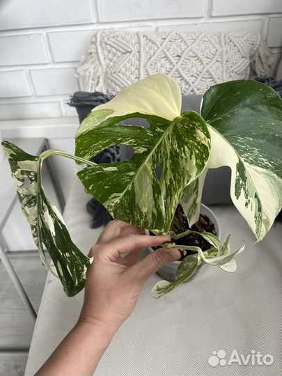 Монстера вариегатная альба