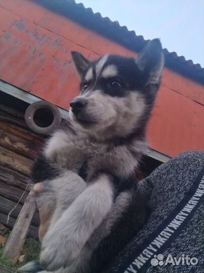Щенки сибирской хаски