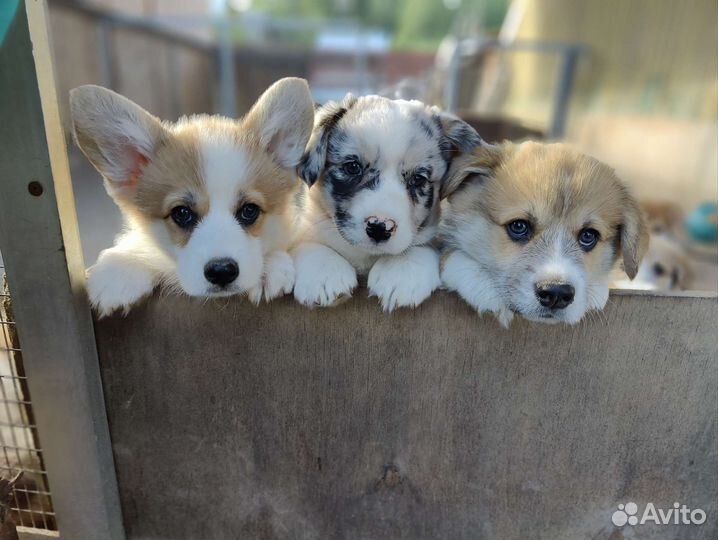 Щенки вельш-корги пемброк