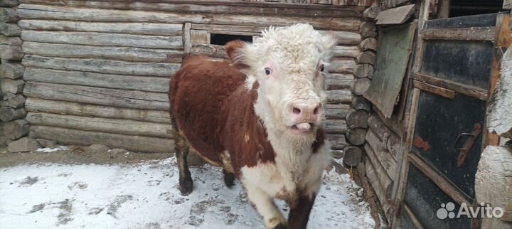 Домашние животные