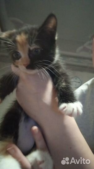 Отдадим кошечку в добрые руки