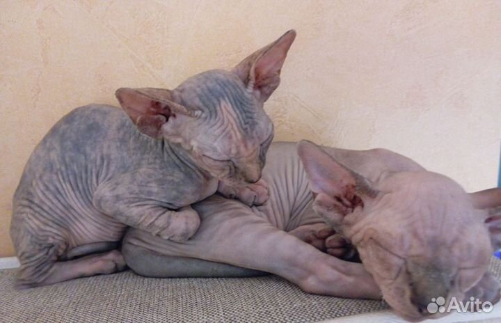 Канадский сфинкс велюр