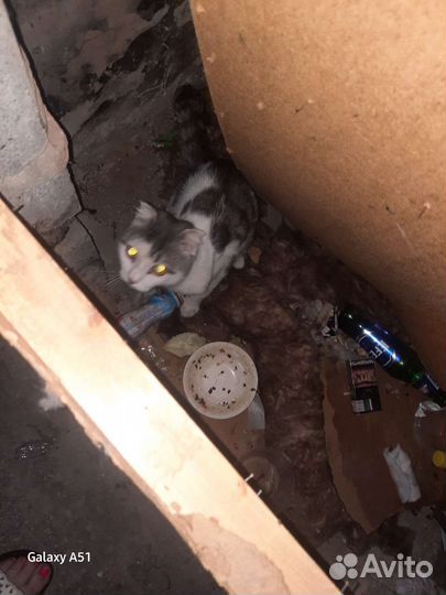 Котик