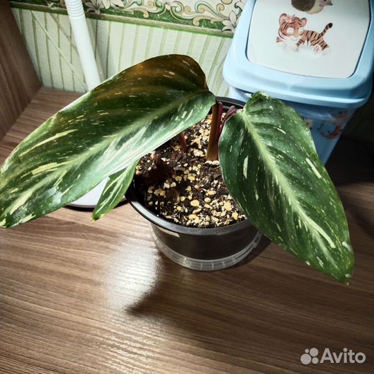 Калатея, ктенанта, строманта