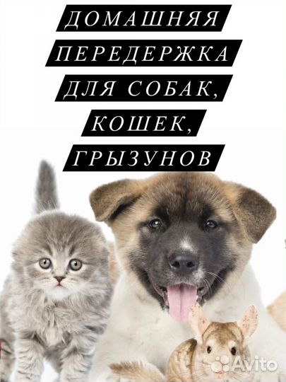 Домашняя передержка в заботливых руках