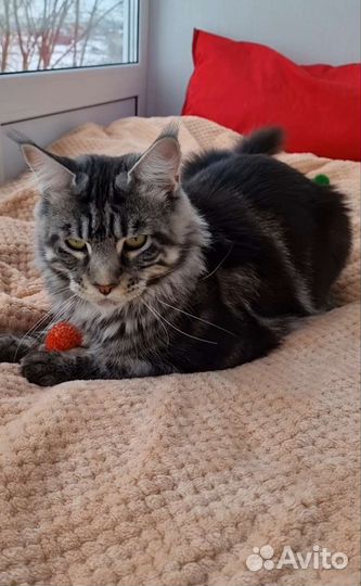 Котята мейн-куны серебро