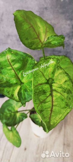 Сингониум Боб Алюжн