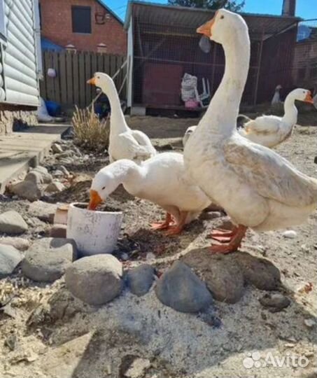 Гуси на племя