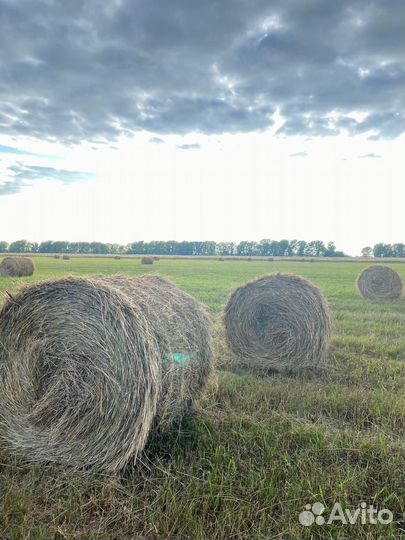 Сено в тюках