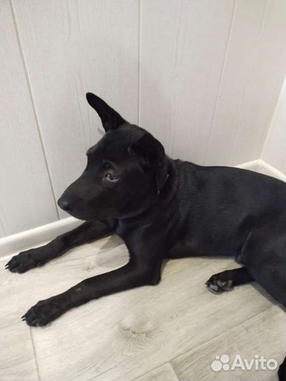 Собака метис шарпея