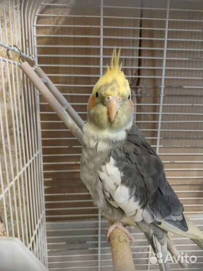 Корелла самец, с клеткой