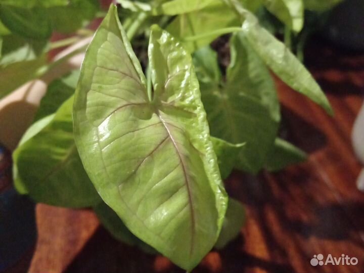 Сингониум mango