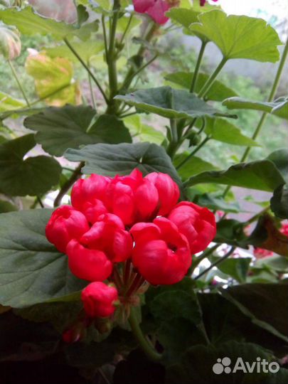 Пеларгония герань