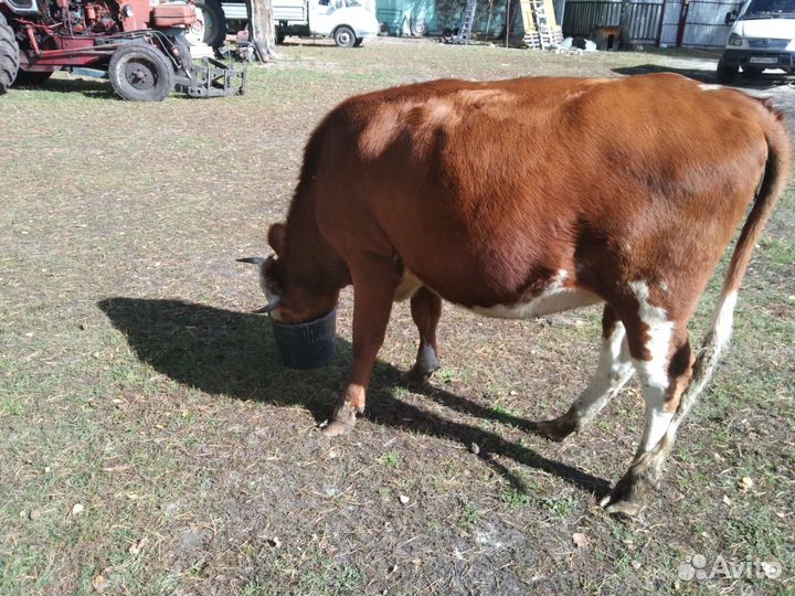 Корова телка