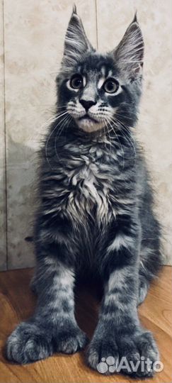 Мейнкуны полидакты и классики котята и вязка