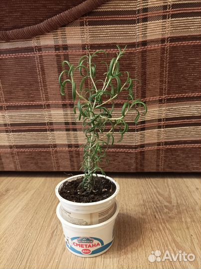 Розмарин деревце