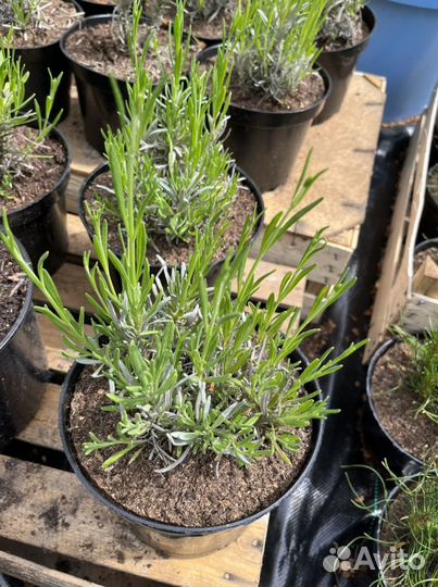 Лаванда гибридная Phenomenal,Хидкот