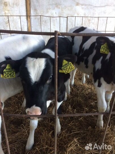 Подрощенные бычки