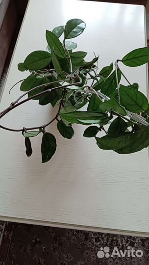 Хойя восковой плющ