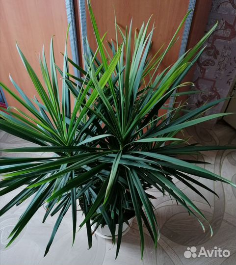 Кордилина цветок