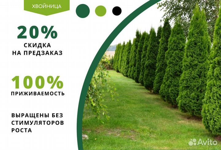 Туи в ассортименте: Колумна, Брабант, Смарагд