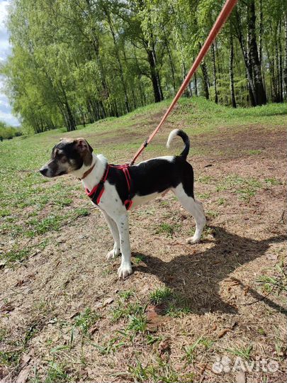 Щенок Майкл ищет дом