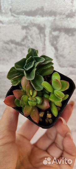 Суккуленты