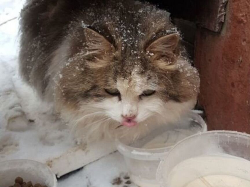 Кошка ищет дом или передержку