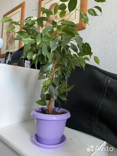 Фикус бенджамина