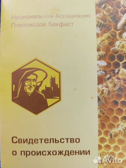 Пчеломатки бакфаст 2024