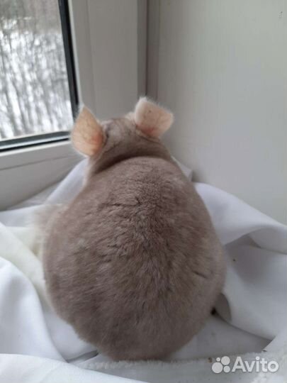 Шиншилла гомобежевая нф, на, нс