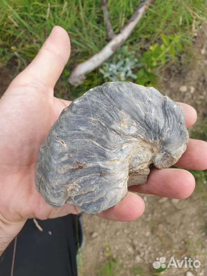 Окаменелости