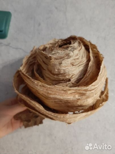 Улей (гнездо)шершней