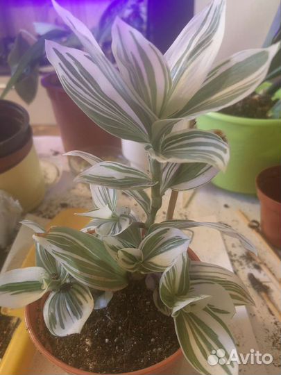 Традесканция