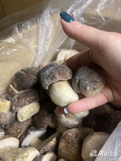 Грибы белые