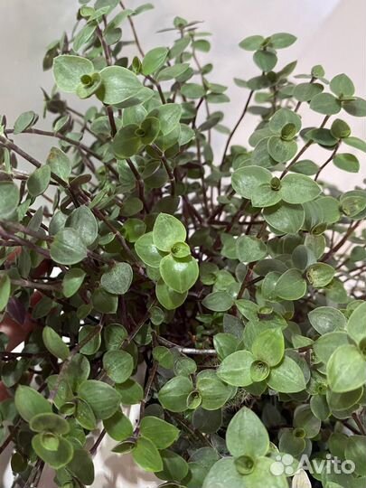 Комнатные растения каллизия, фиалка, фикус