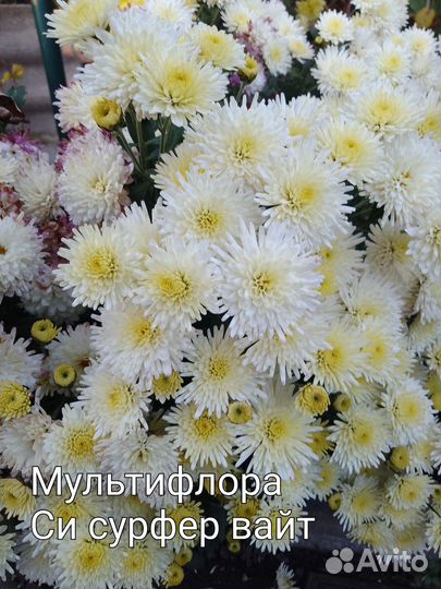 Хризантемы мультифлора