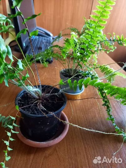 Фикус Бенджамина,Спатифиллум, розетки фиалок