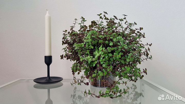 Каллизия ползучая (Каллизия Репенс)