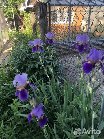 Цветы ирисы