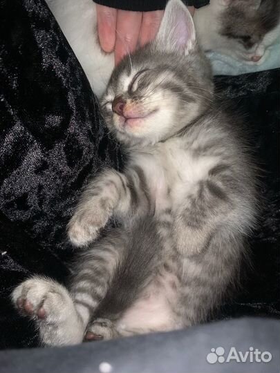 Котенок девочка в добрые руки