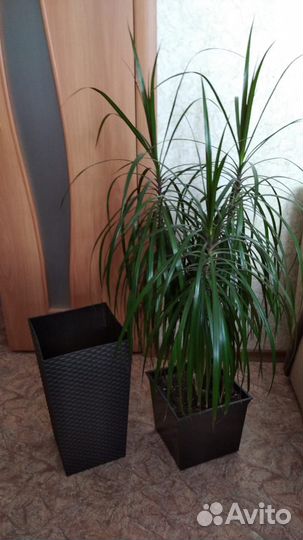 Пальма драцена