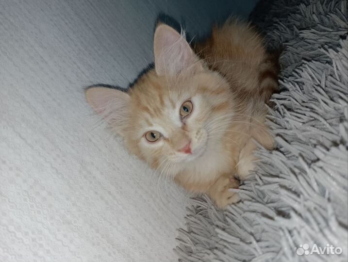 Кошка в дар