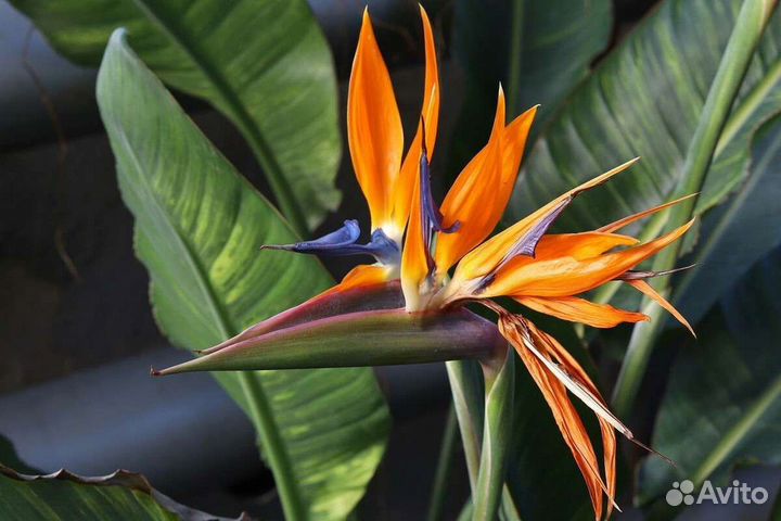 Стрелиция Регина