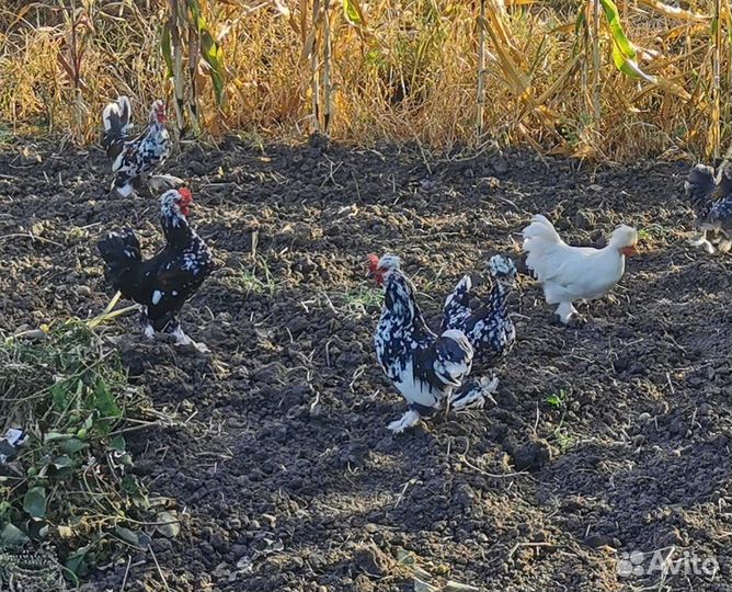 Декоративные карликовые куры