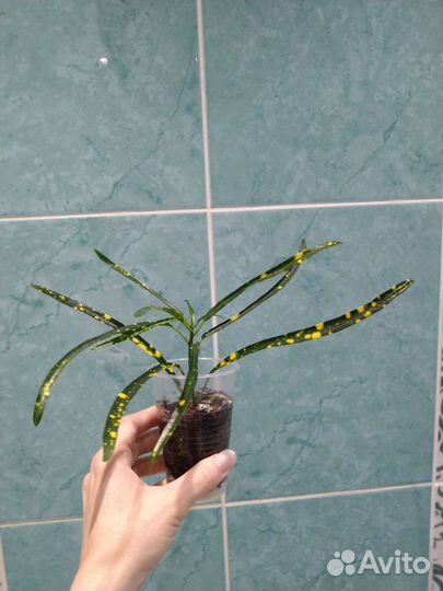 Кротоны Серьги,Пиктум Спот, Батик,Твист,Банан