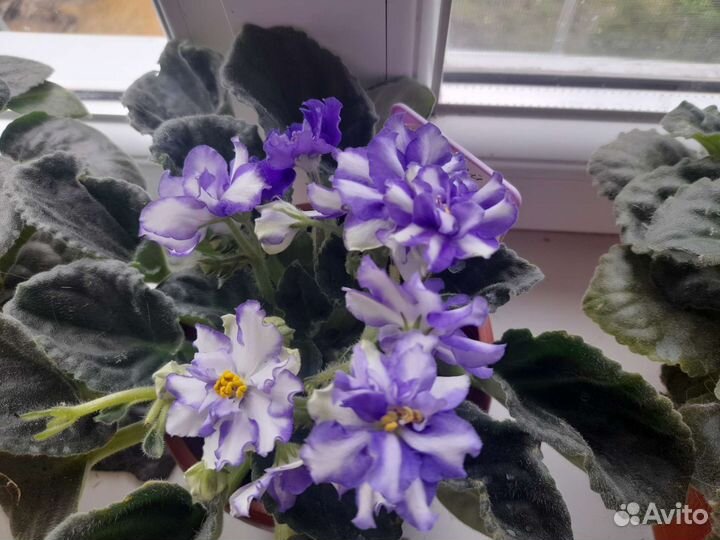 Фиалки сортовые