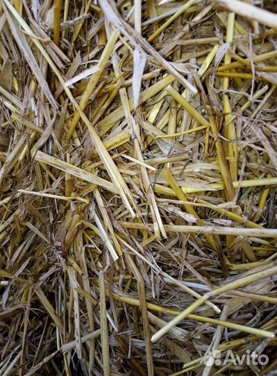 Солома в тюках и мешках пшеничная