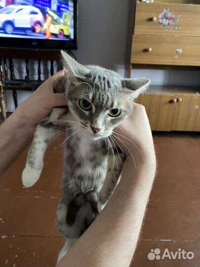 Отдам котенка в добрые руки